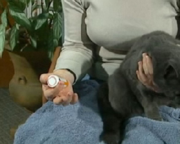 feed pills to cat by veterinarian