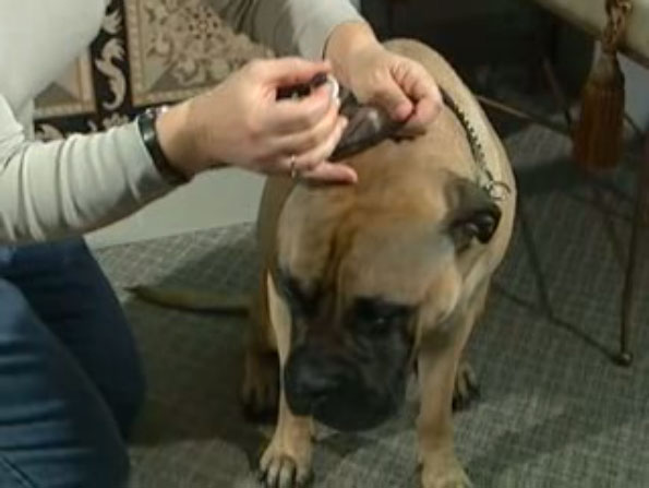 applying ear drops for dog