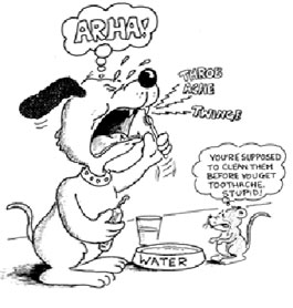 cartoon on pet dental -"ARHA" the dog cannot eat his food, and the mouse told him to brush his teeth