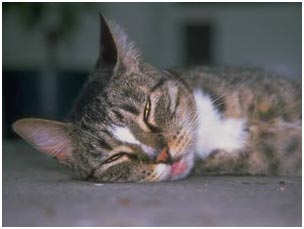 kitten sleeping on the ground