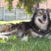 Charlie the dog is sitting on grass under the shade