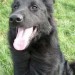 black dog panting, taking a break