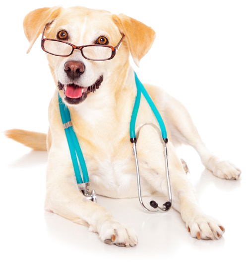 dog with glasses and wearing Stethoscope