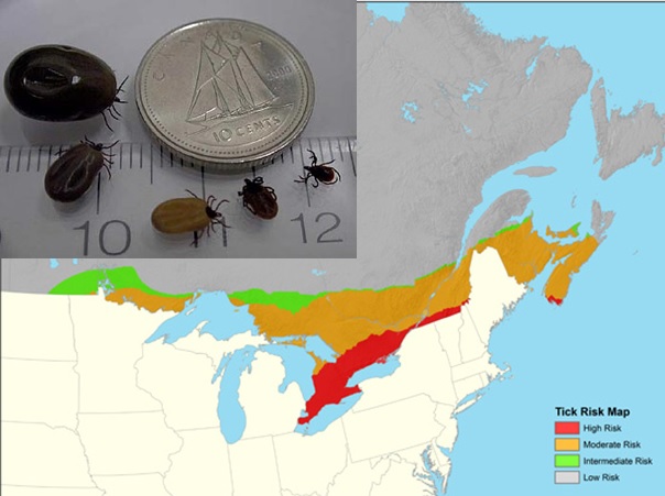 tick map and sizes