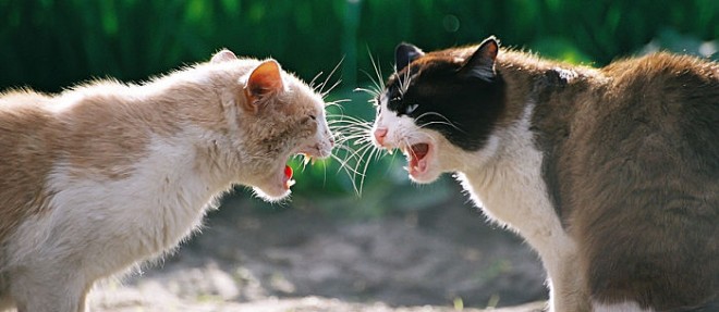 Cat Hissing: Everything You Need to Know