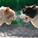 cats hissing at each other