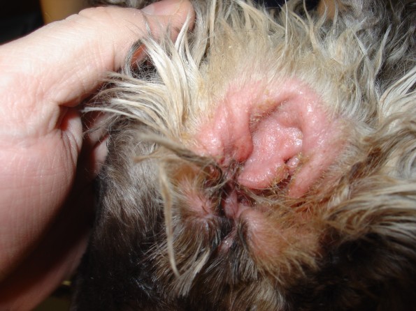 are ear mites contagious to other dogs