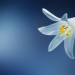 Picture of a lilly flower