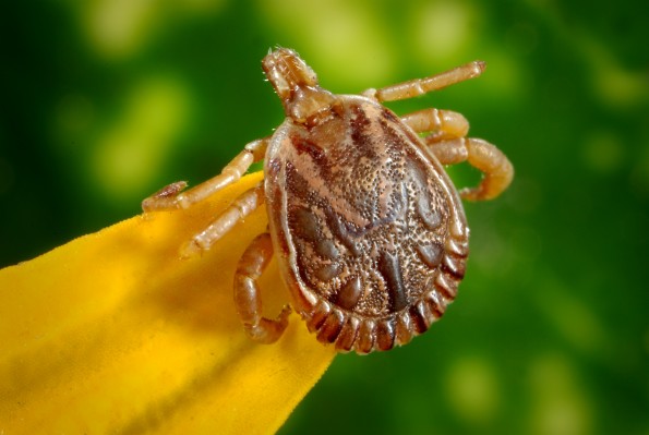 Close up picture of a tick