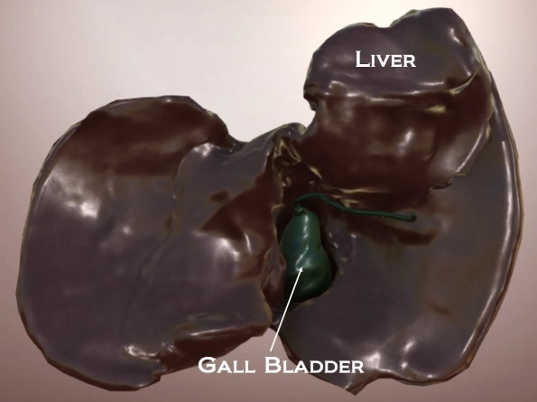dog liver and gall bladder