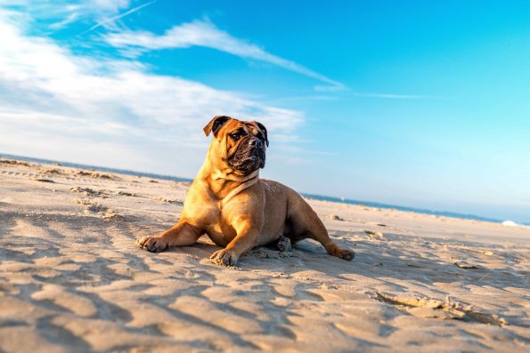 dog laying on beach under blue sky