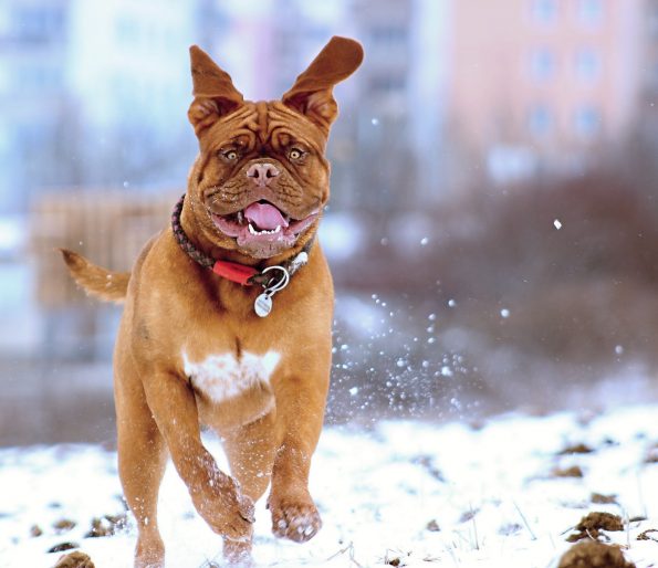 are dog boots really necessary during winter