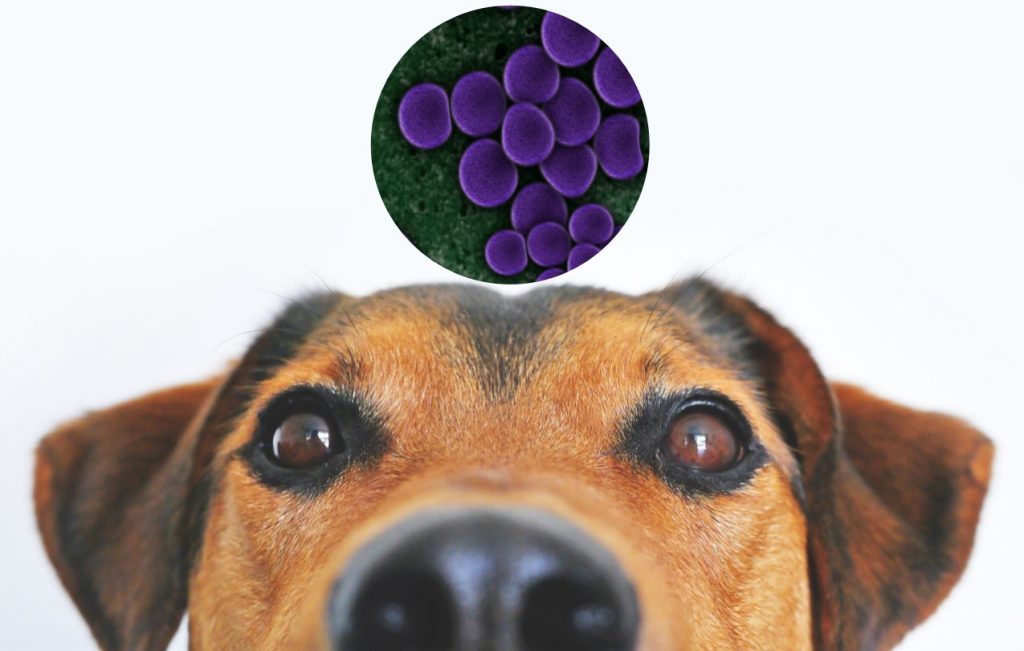 what does mrsa look like in dogs